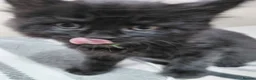 Mixed Breed cats for sale: Long haired black babies - Advert 8