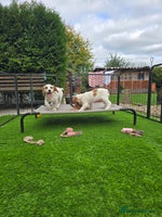 Sprocker dogs - Advert 11