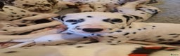 Dalmatian dogs for sale: ❤️Exceptional fully hearing KC Dalmatians❤️ - Advert 10