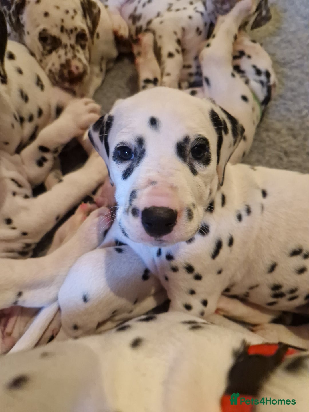 Dalmatian dogs for sale: ❤️Exceptional fully hearing KC Dalmatians❤️ - Advert 10