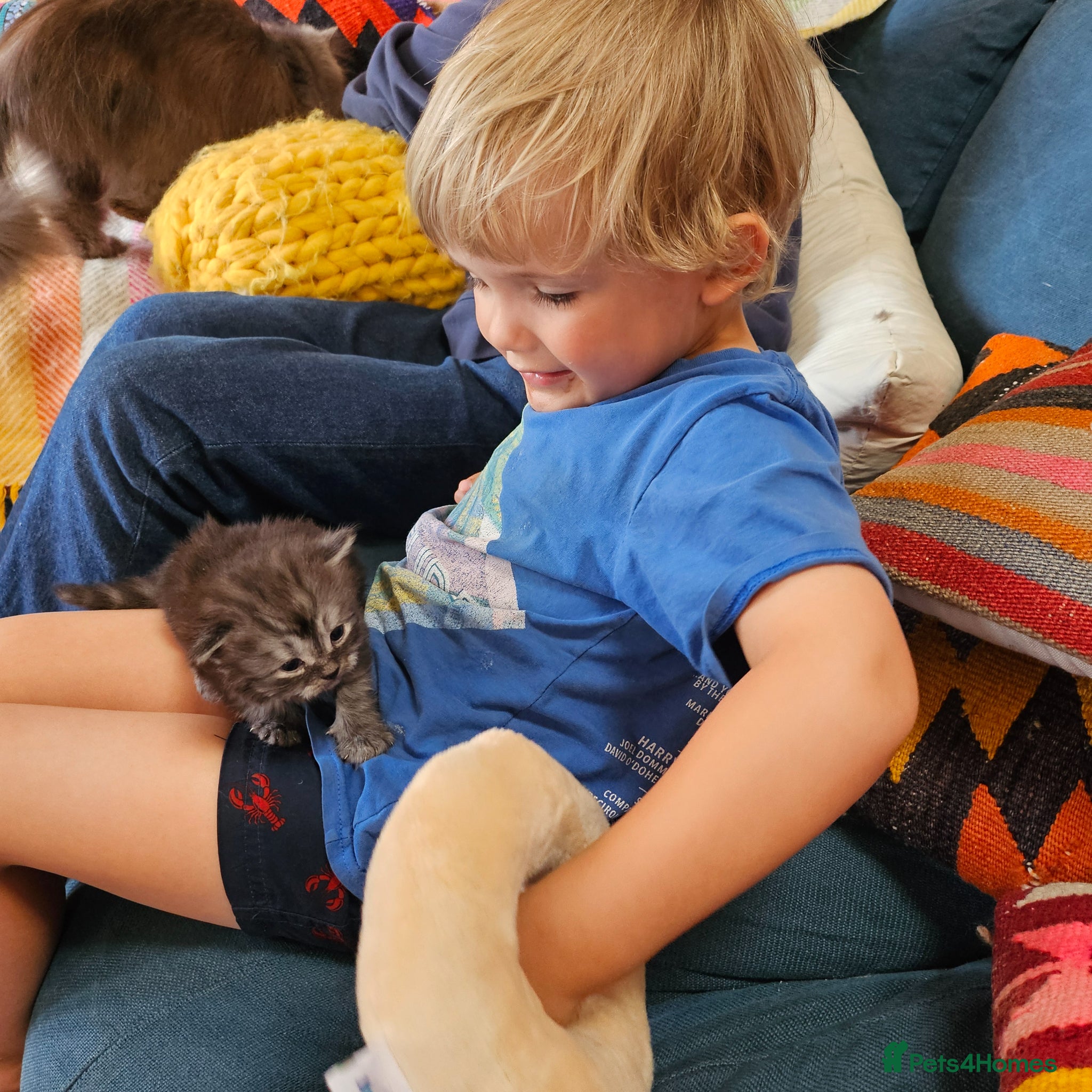 Persian cats for sale: Persian x kittens in Crewkerne - Advert 10