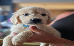 Golden Retriever dogs for sale: Beautiful Golden Retrievers READY TO GO!  - Image 8