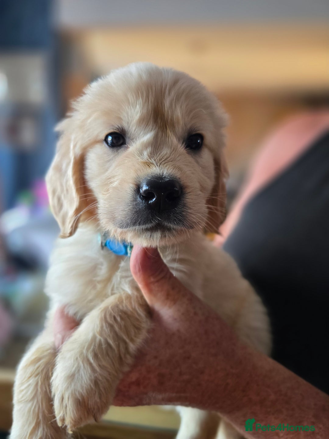 Golden Retriever dogs for sale: Beautiful Golden Retrievers READY TO GO!  - Image 8