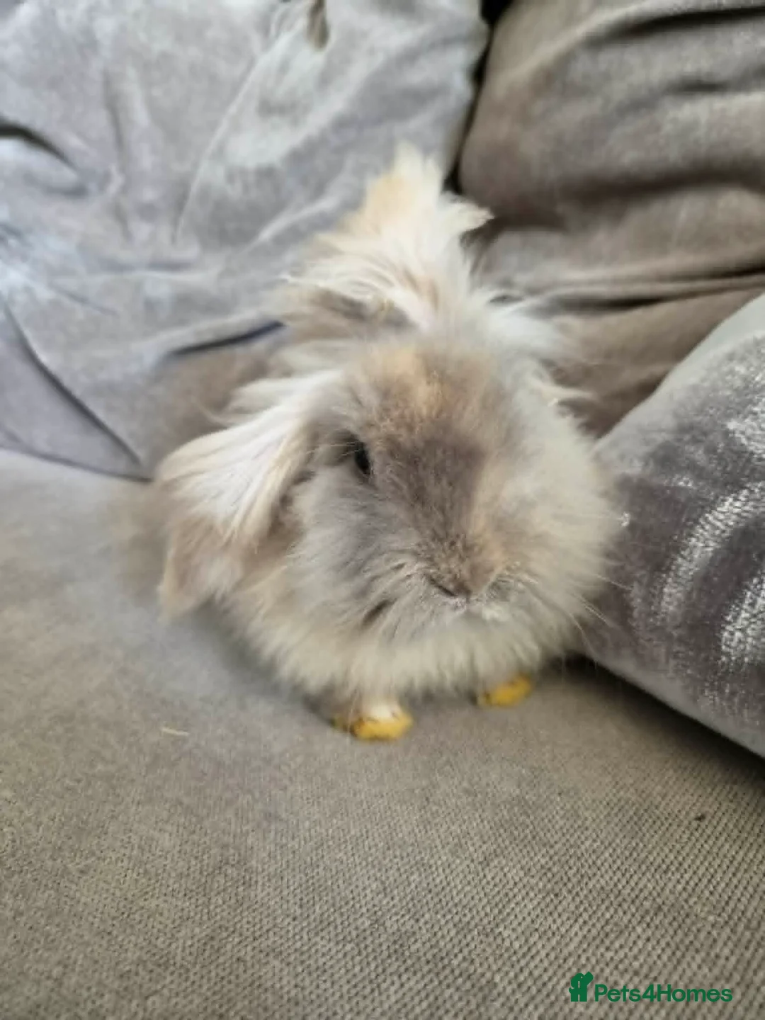 Lionhead rabbits for sale: Male lionhead - Advert 1