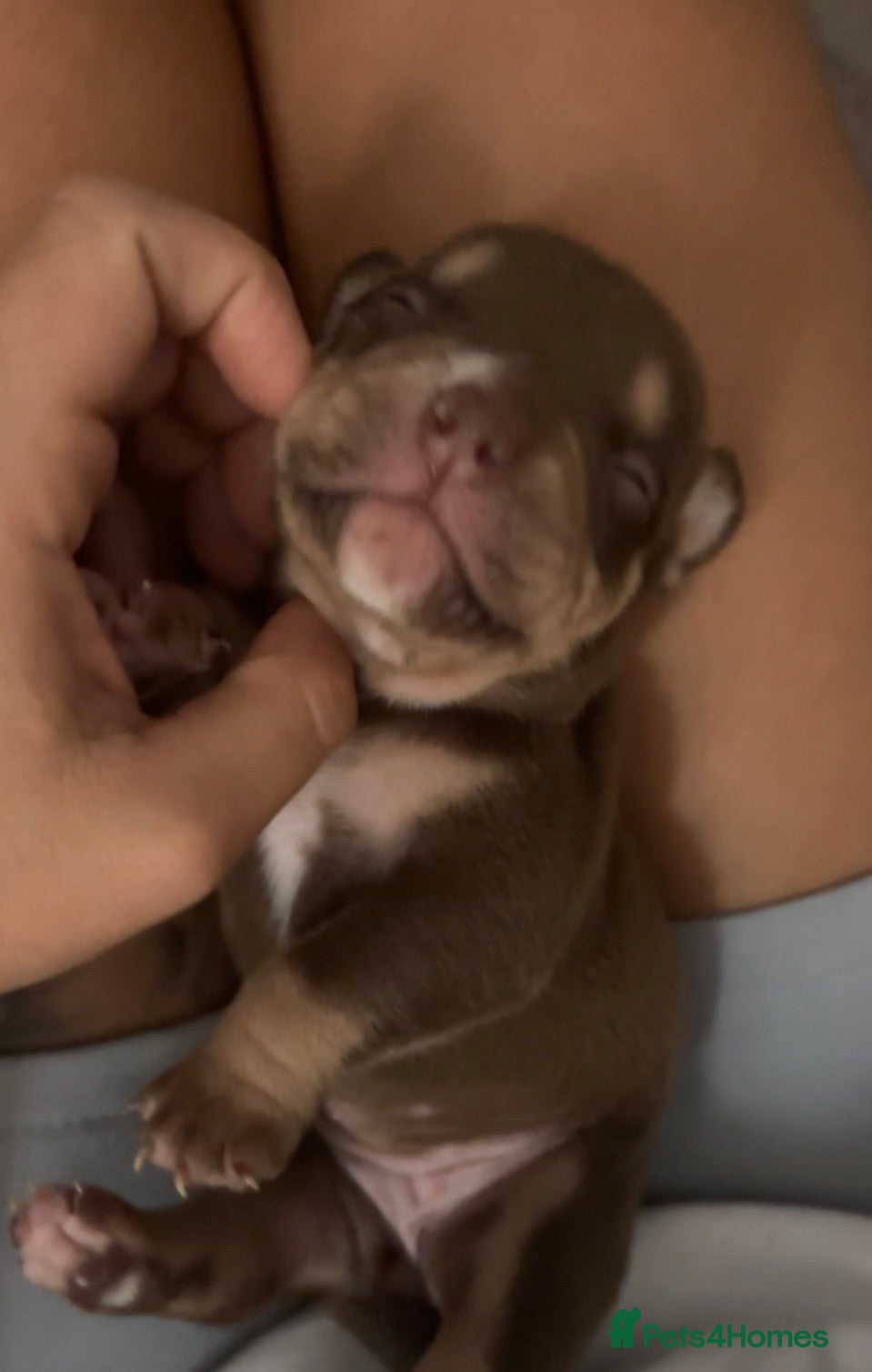 American Bully dogs American micro bully’s  - Advert 3