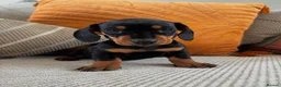 Dachshund dogs for sale: BEAUTIFUL MINI DACHSHUNDS PRA CLEAR & KC REG - Advert 30