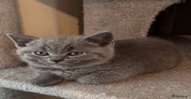 Scottish Fold cats - Advert 4