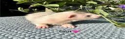 Ferret rodents for sale: Beautiful Kits  - Advert 6