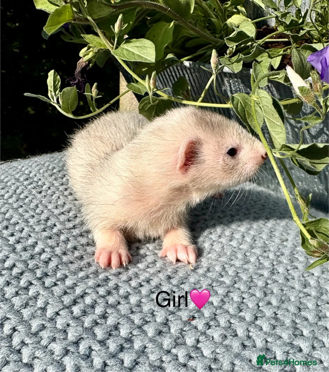 Ferret rodents for sale: Beautiful Kits  - Advert 6