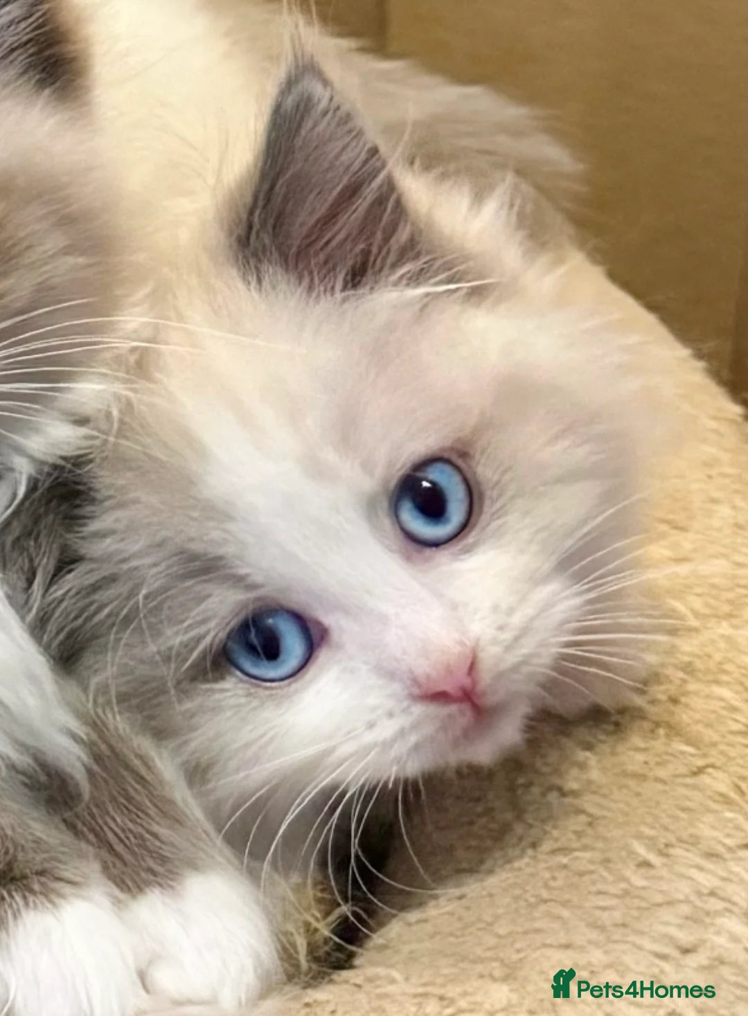 Ragdoll cats for sale: READY NOW TICA ACTIVE Kittens, European bi-colour - Advert 5