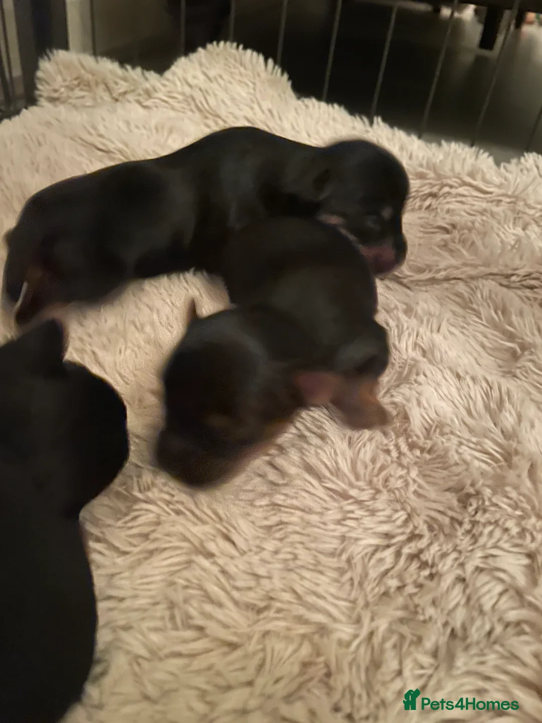 Yorkshire Terrier dogs for sale: PEDIGREE MINATURE YORKSHIRE TERRIER PUPS  - Advert 6