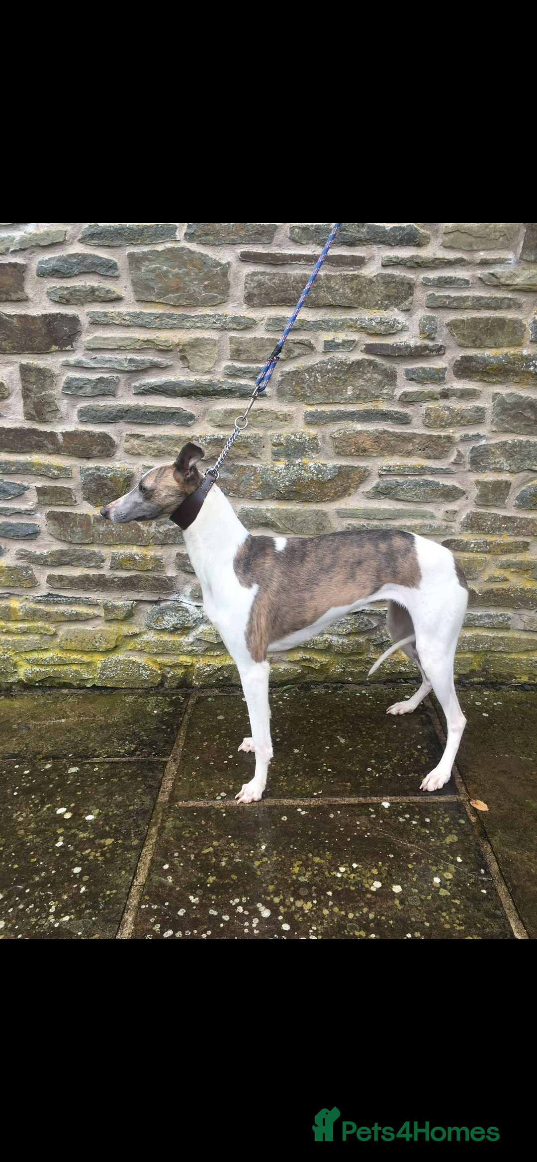 Whippet dogs for sale: Top quality whippet girl pups  - Advert 6