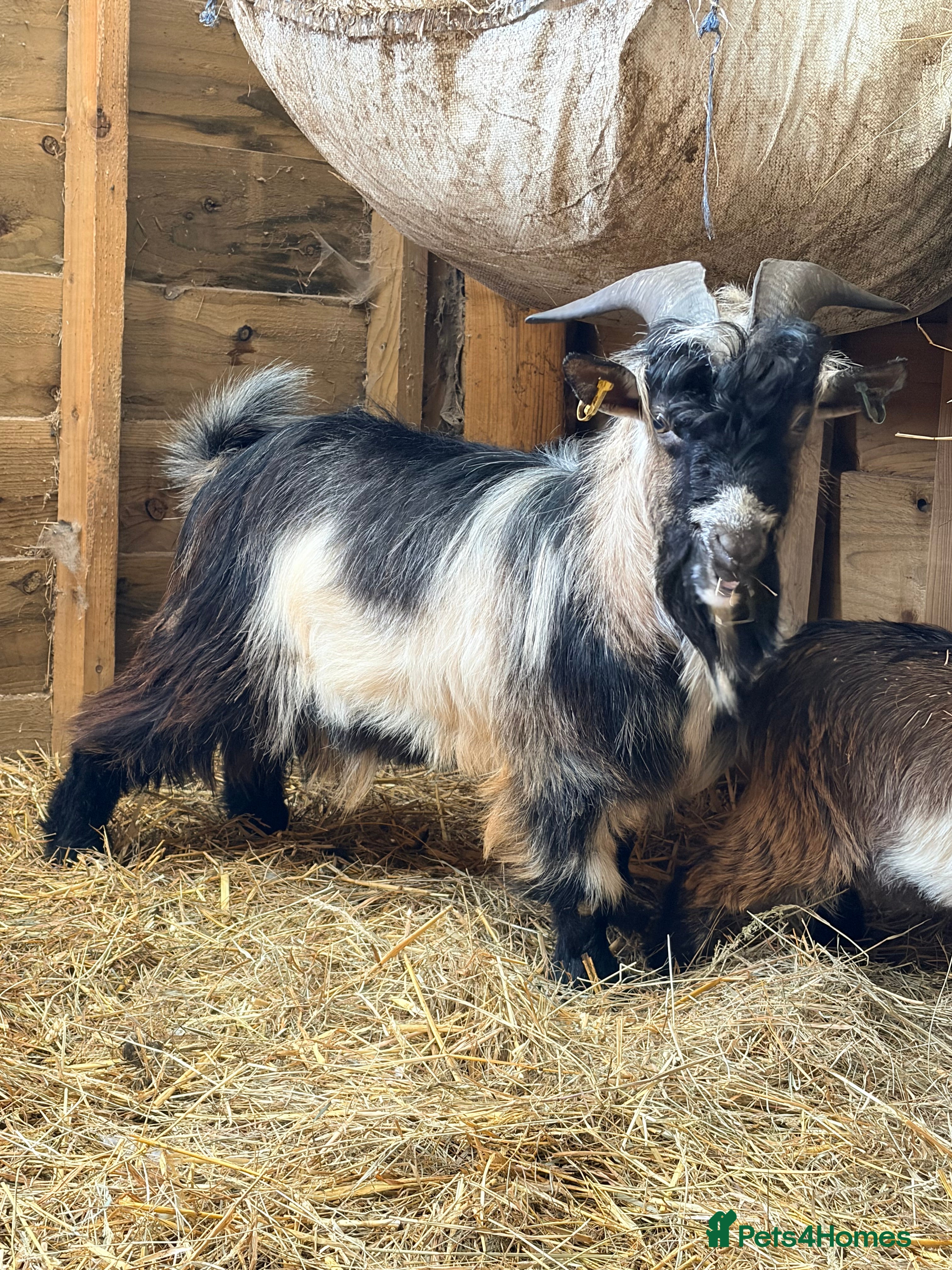 Goats livestock Billy Goat For Sale  - Advert 1