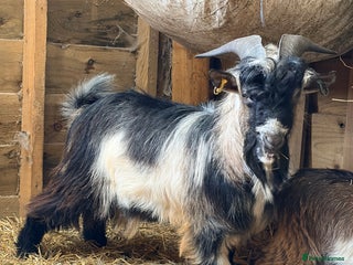 Goats livestock Billy Goat For Sale - Advert 1