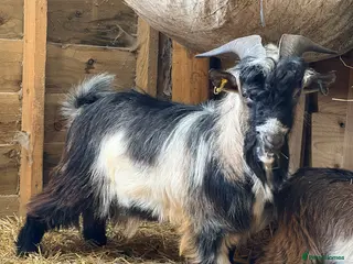 Goats livestock Billy Goat For Sale - Advert 8