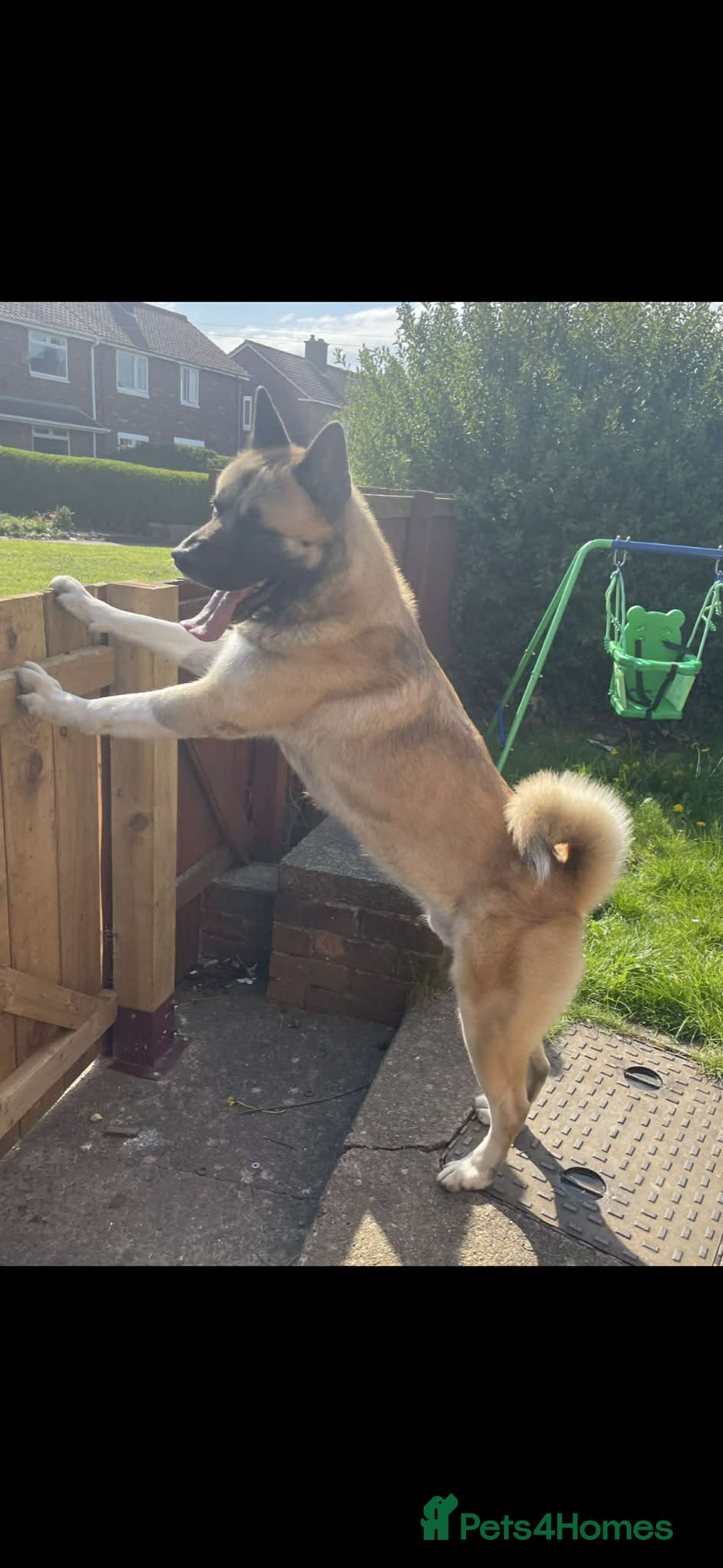 Akita dogs for stud: American Akita MALE STUD - Advert 4