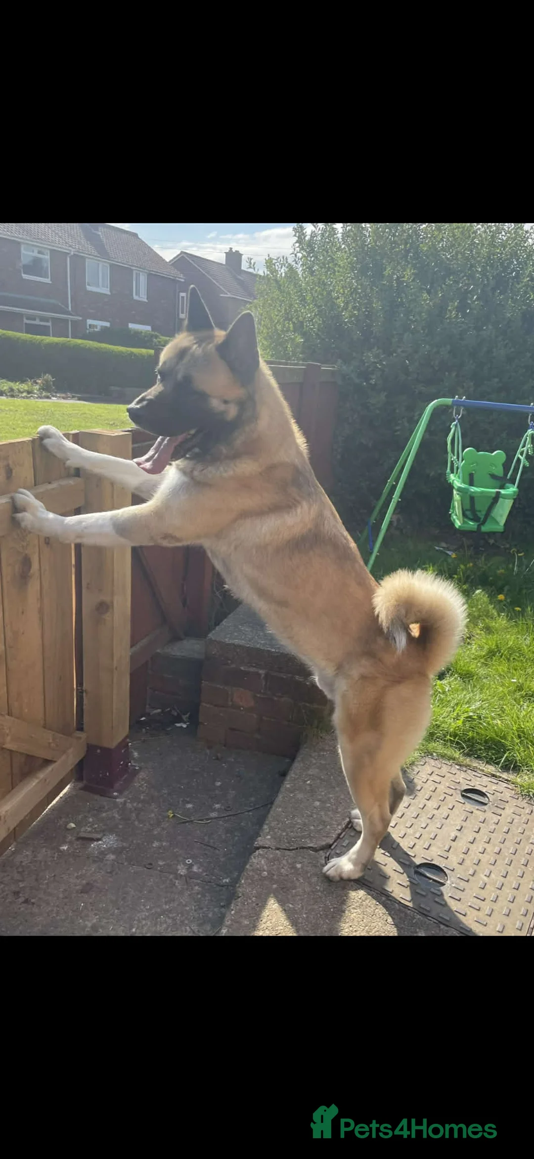 Akita dogs for stud: American Akita MALE STUD - Advert 4