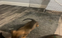 Mixed Breed dogs for sale: Mixed big family dogs  - Image 6