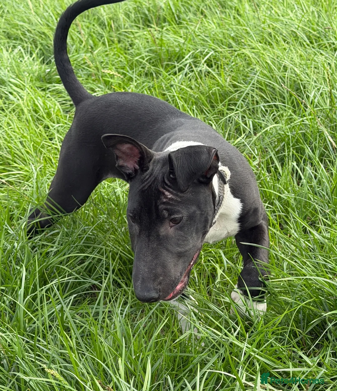 English Bull Terrier dogs for sale: English Bull Terrier  - Advert 2