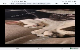 Mixed Breed cats for sale: Dobby - Image 5
