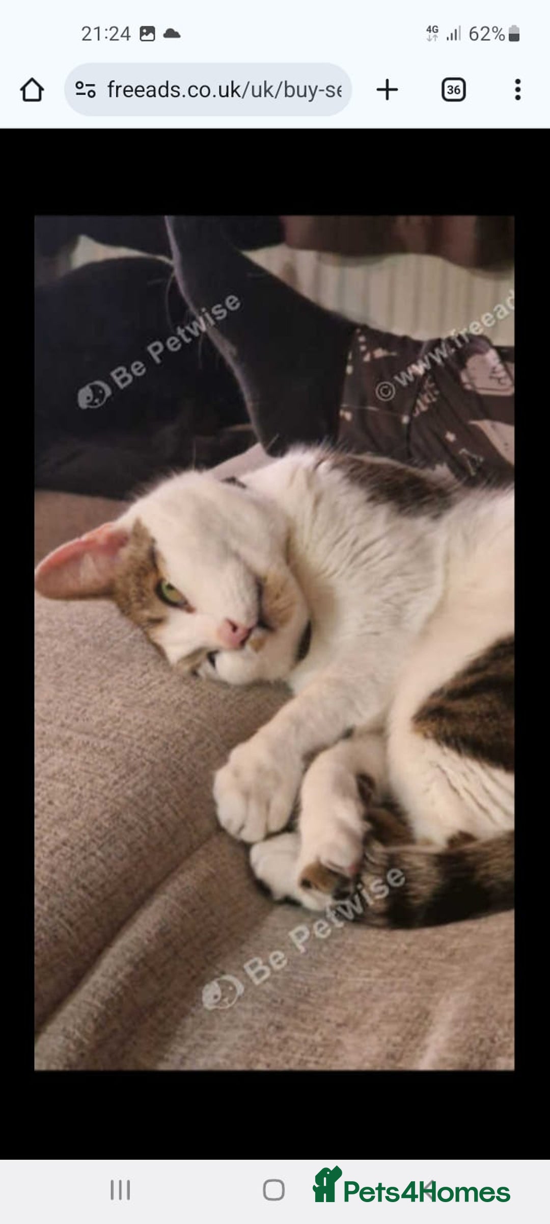 Mixed Breed cats for sale: Dobby - Image 5