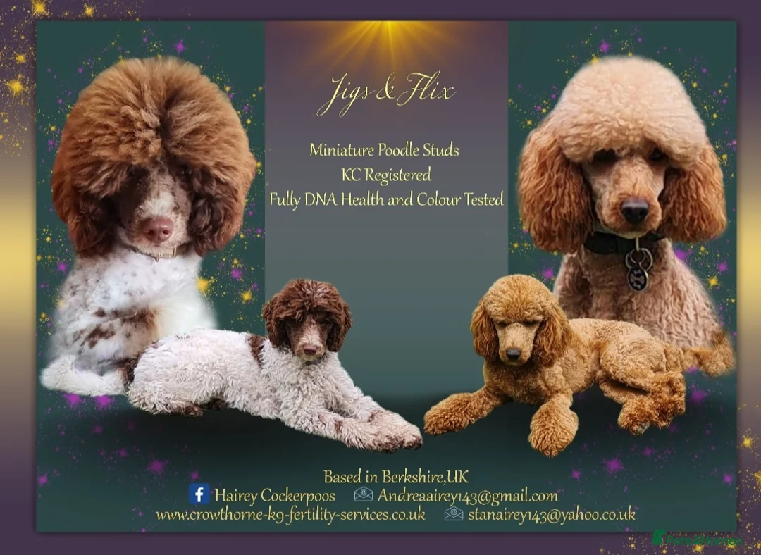Miniature Poodle dogs for stud: Flix & Jigs KC registered dna health/colour tested in Crowthorne - Advert 1