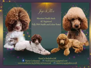 Miniature Poodle dogs Flix & Jigs KC registered dna health/colour tested in Crowthorne - Advert 2