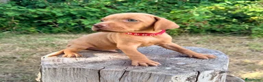 Red Collar Boy