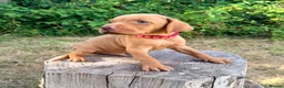 Hungarian Vizsla dogs for sale:     KC Hungarian Vizsla Puppies - Licensed ⭐ - Advert 5