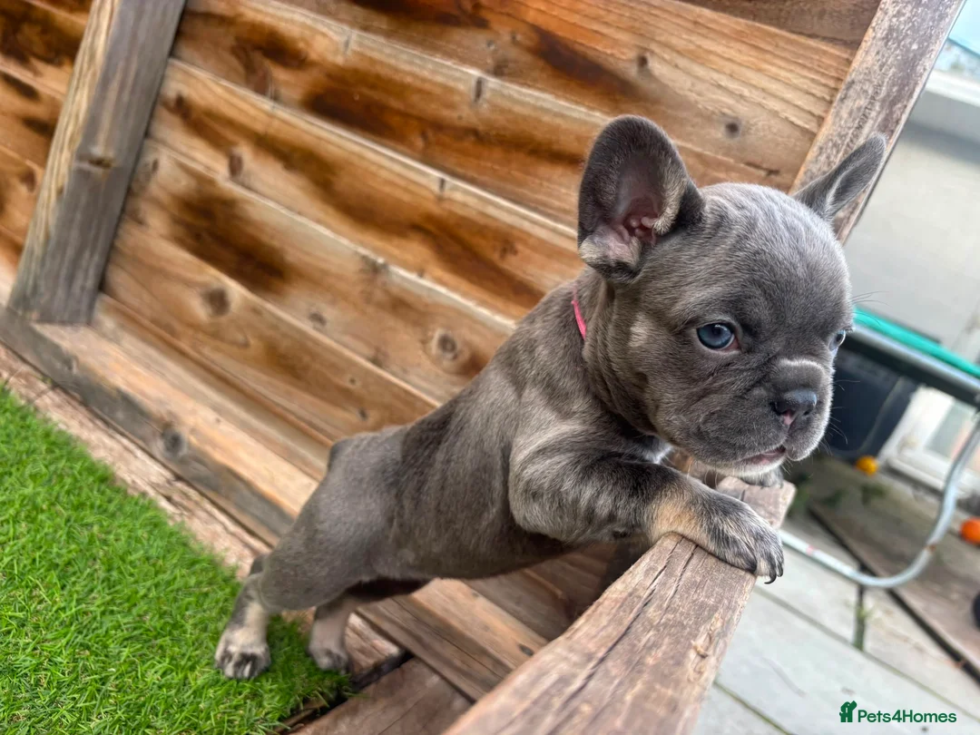 French Bulldog dogs for sale: Stunning French bulldog puppies in Crewe - Advert 2