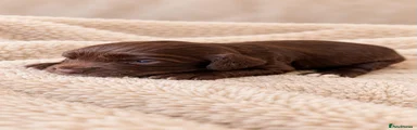 Cocker Spaniel 1