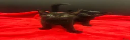 Siamese cats for sale: Last 2! Brown/Black Siamese Kittens  - Advert 3