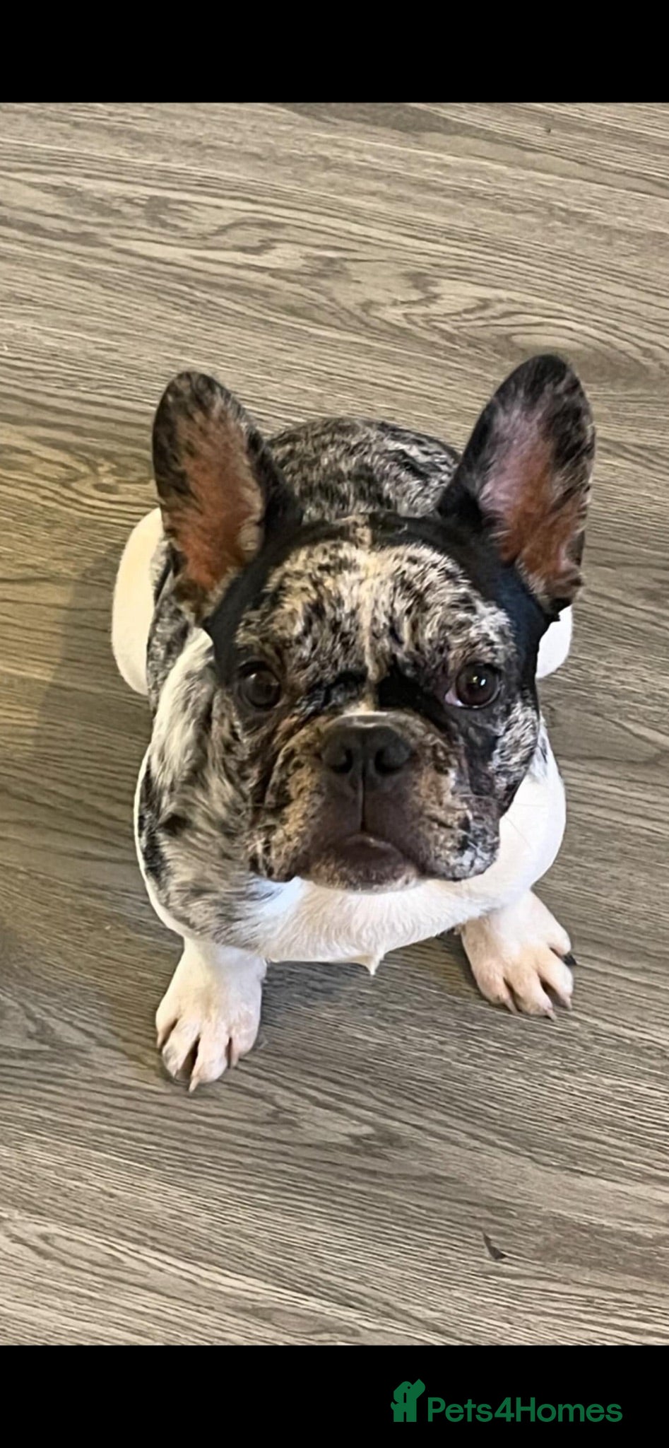 French Bulldog dogs French bulldog  - Advert 2