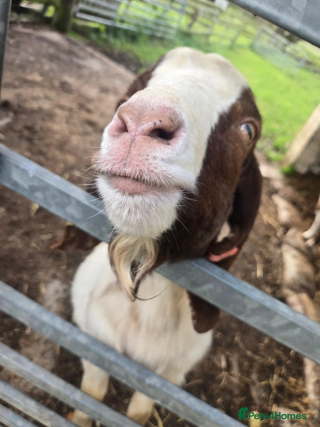 Goats livestock for sale: Proven Boer Billy in Doncaster - Advert 2