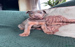 Australian Kelpie dogs for sale: Australian Kelpie Puppies WKC Registered - Image 14