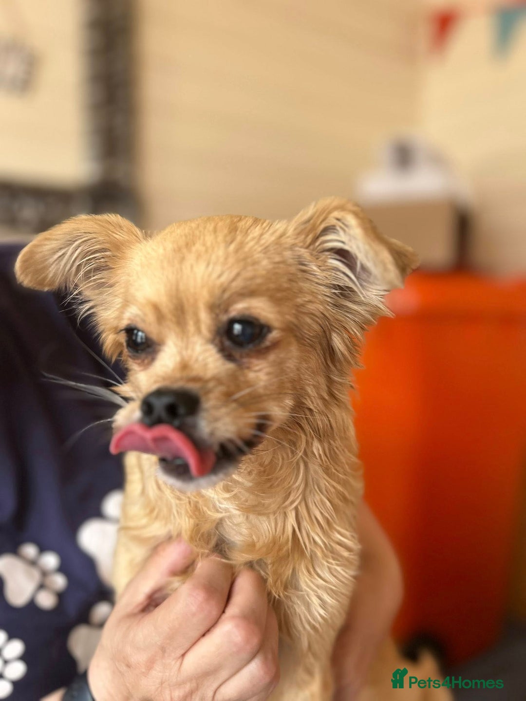 Mixed Breed dogs for adoption: Bambi - In Ayr looking for a home  - Image 1