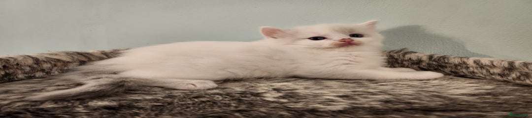 Ragdoll Kitten 4