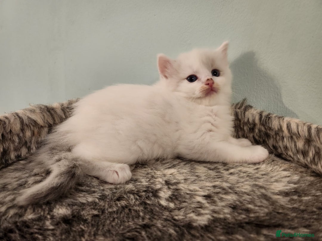 Ragdoll cats for sale: Litter of Five Gorgeous Ragdoll Kittens! - Image 4