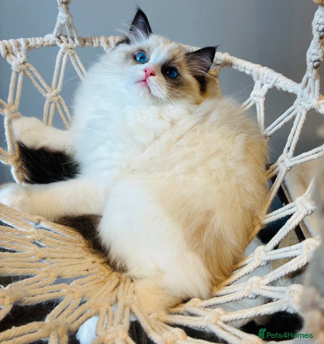 Ragdoll cats for sale: Champion Lines - Ragdoll Kittens - Advert 15