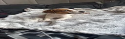 Jack Russell dogs for sale: Beautiful Jack Russell pup - Advert 3