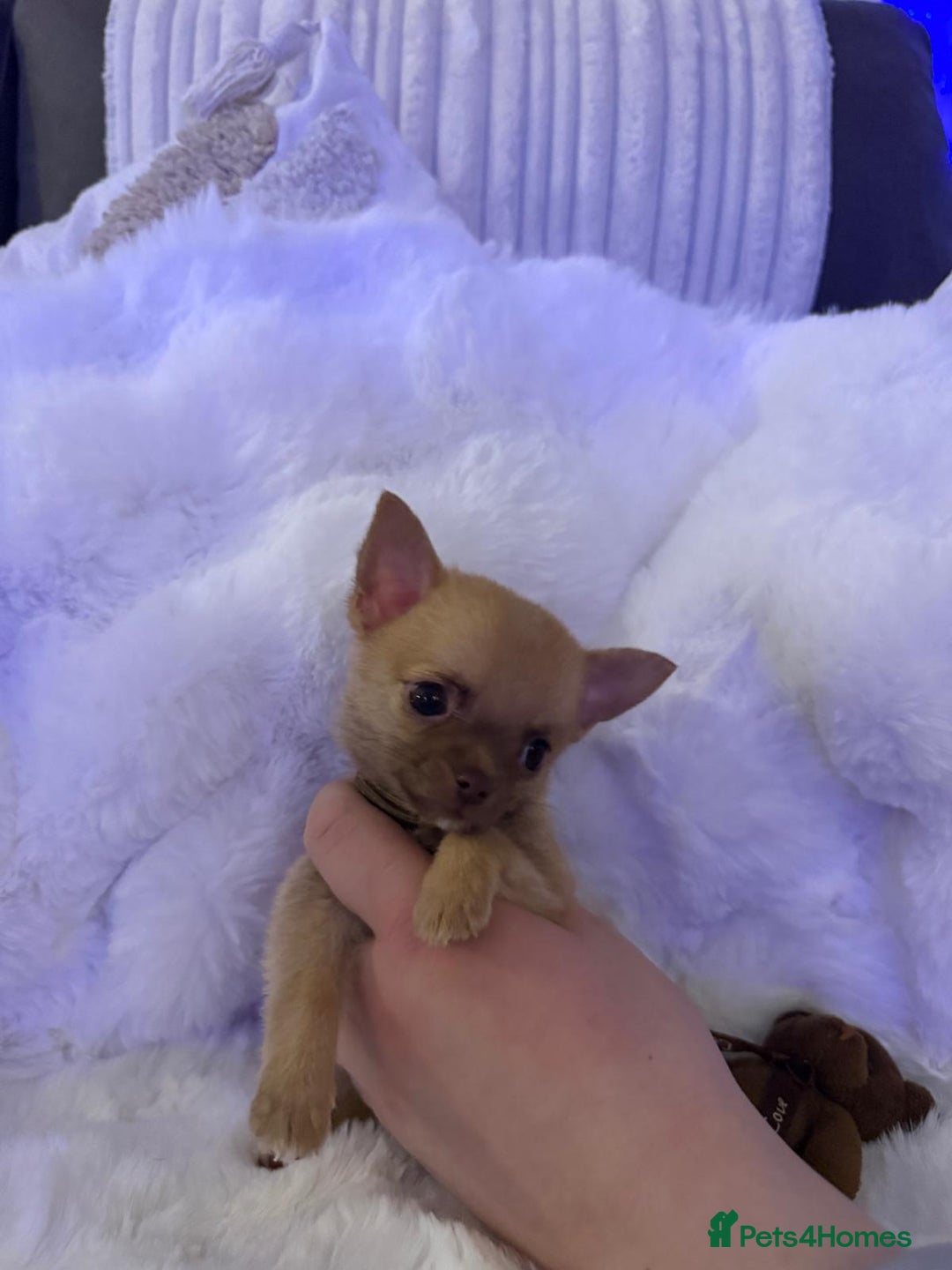 Pomchi dogs for sale: Fluffy Tiny Pomchi Puppies.🥰😍🤗 - Image 7