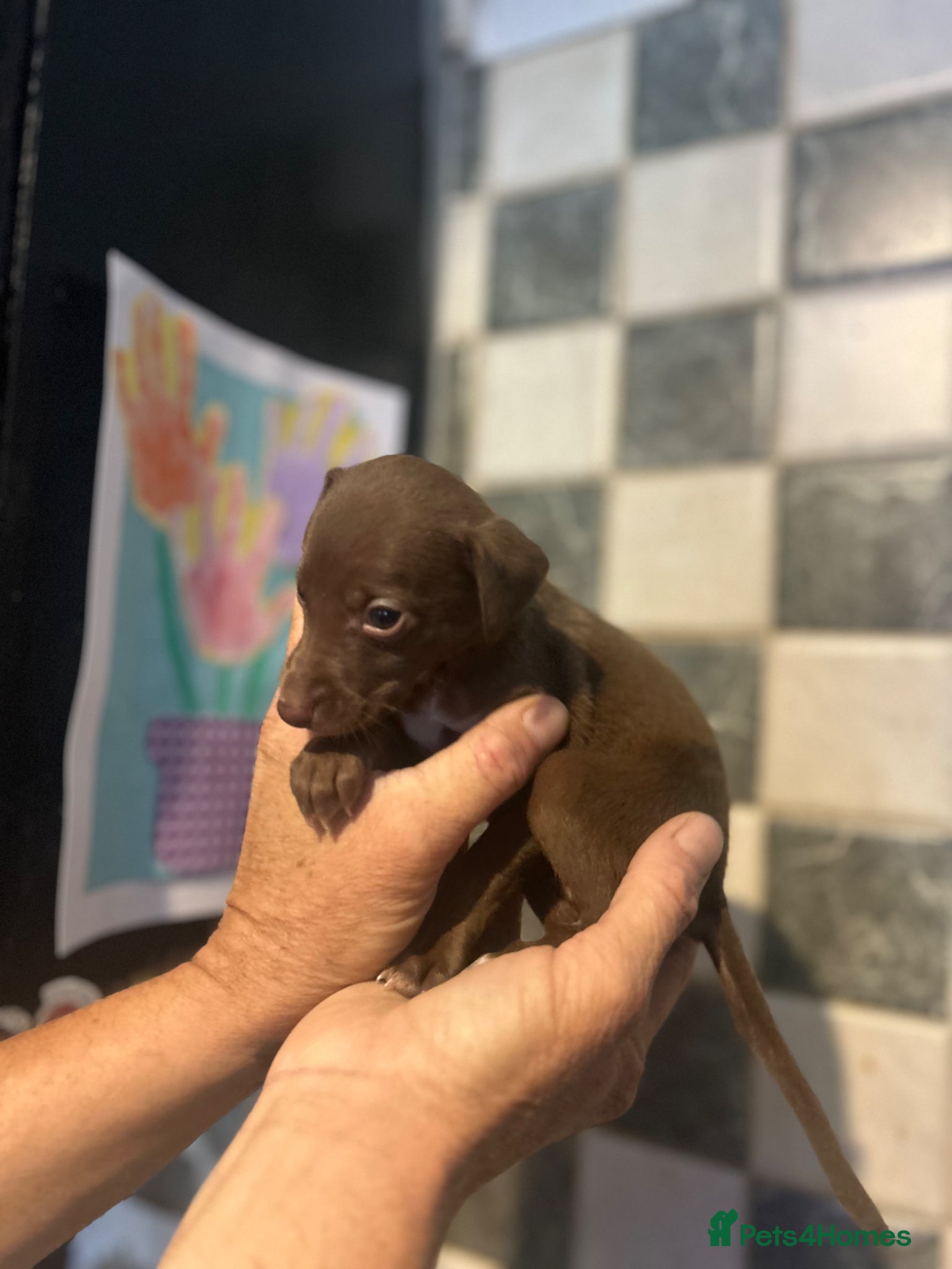 Mixed Breed dogs for sale: 11 gorgeous bedlington whippet pups  - Advert 9