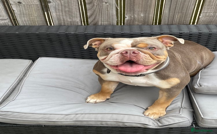 English Bulldog dogs - Advert 1
