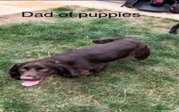 Cocker Spaniel dogs for sale: Beautiful litter  - Image 12