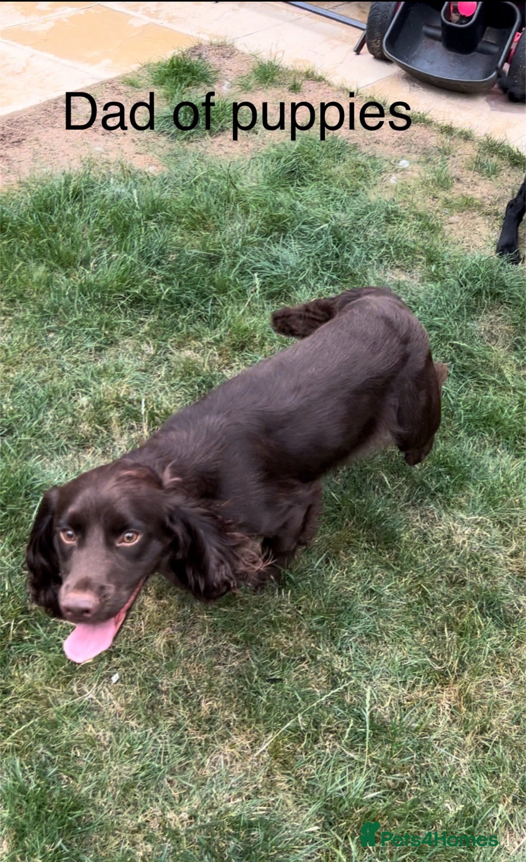 Cocker Spaniel dogs for sale: Beautiful litter  - Image 12