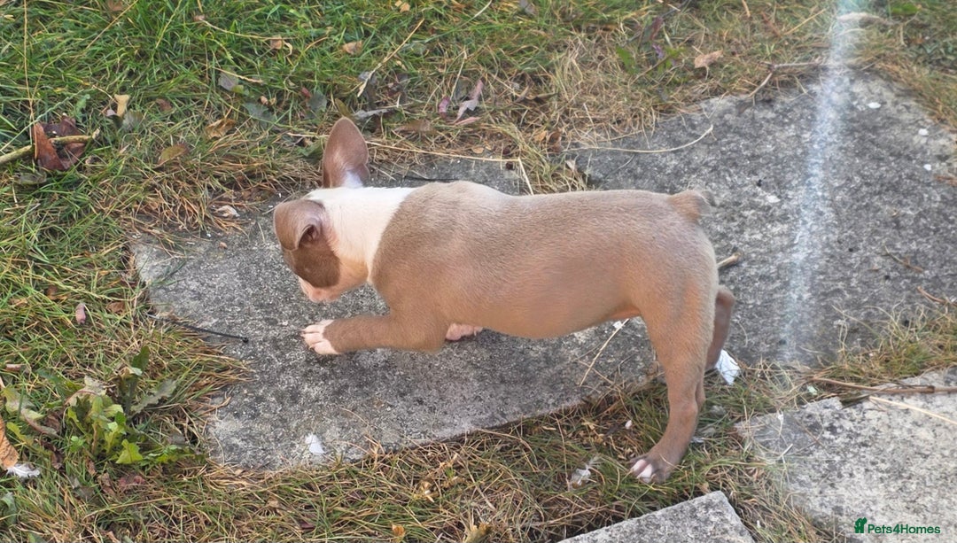 Boston Terrier dogs for sale: Stunning Boston Terrier Girl - Image 2