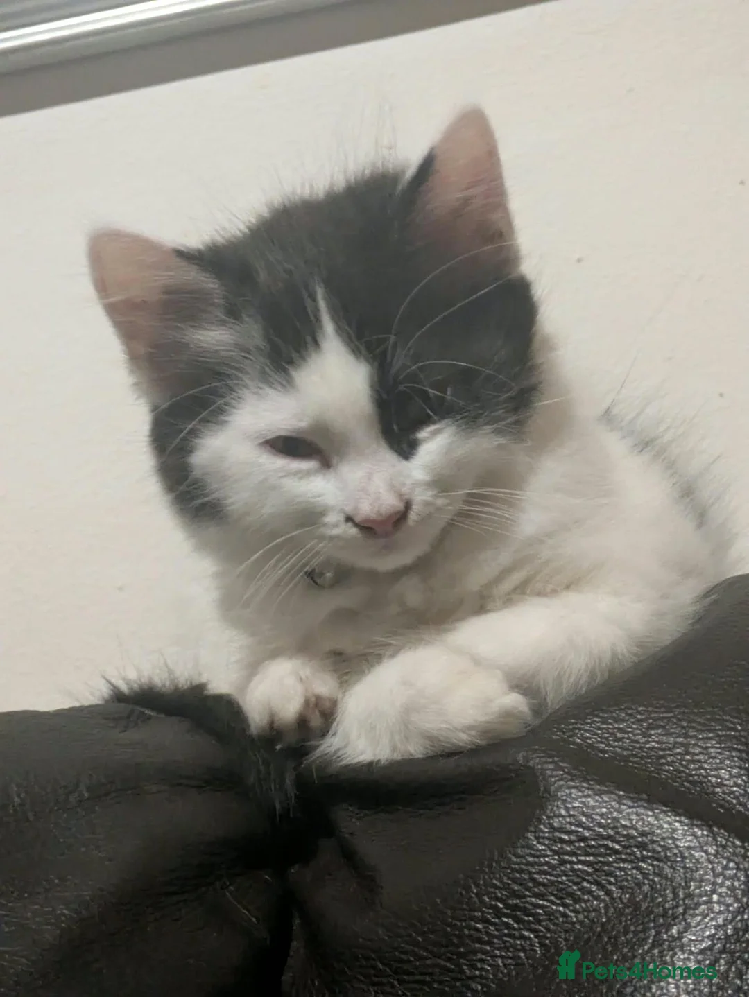 Mixed Breed cats for sale: Kittens for sale  - Advert 8
