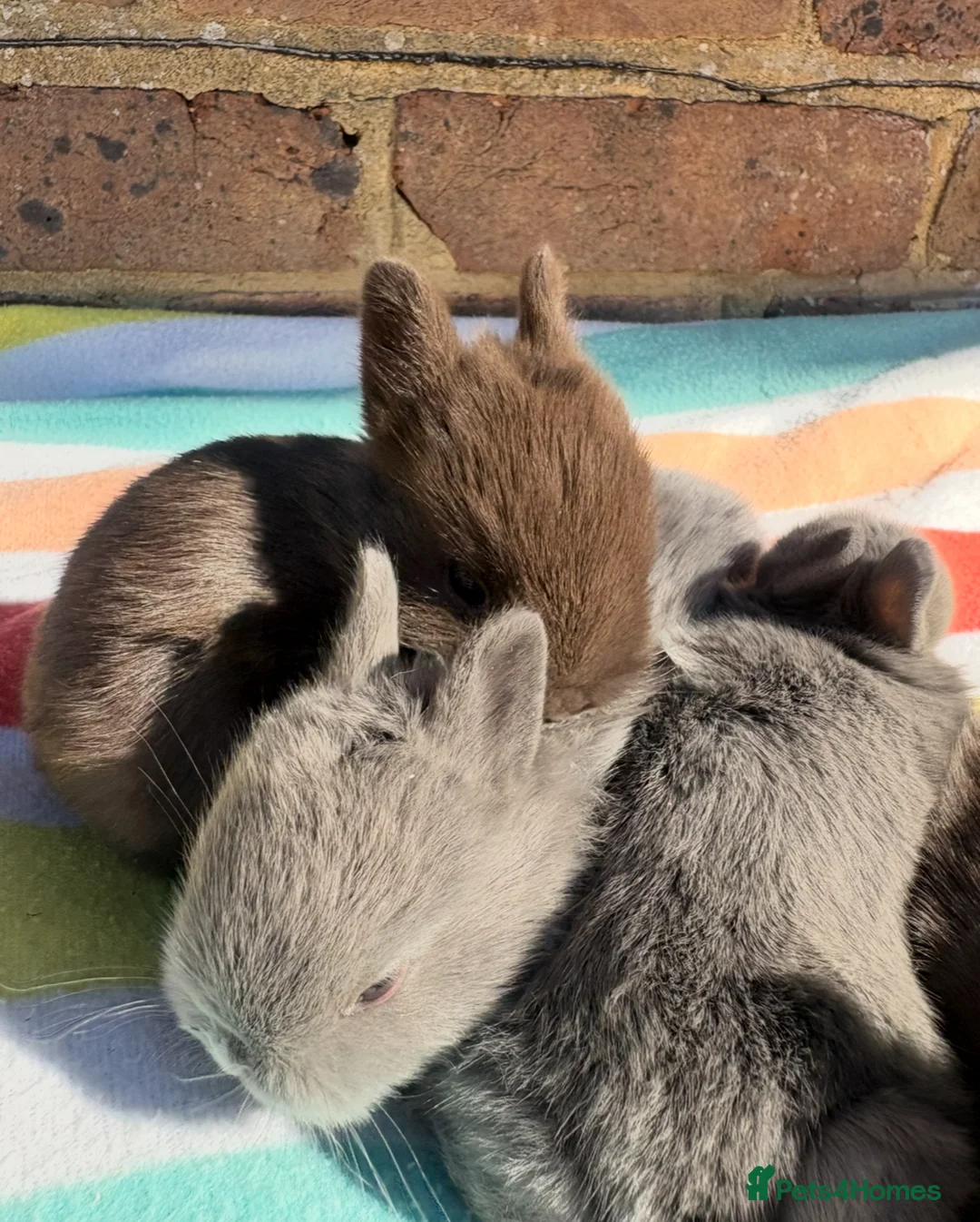 Netherland Dwarf rabbits for sale: 5 Sweet Netherland Dwarf bunnies available  - Advert 6