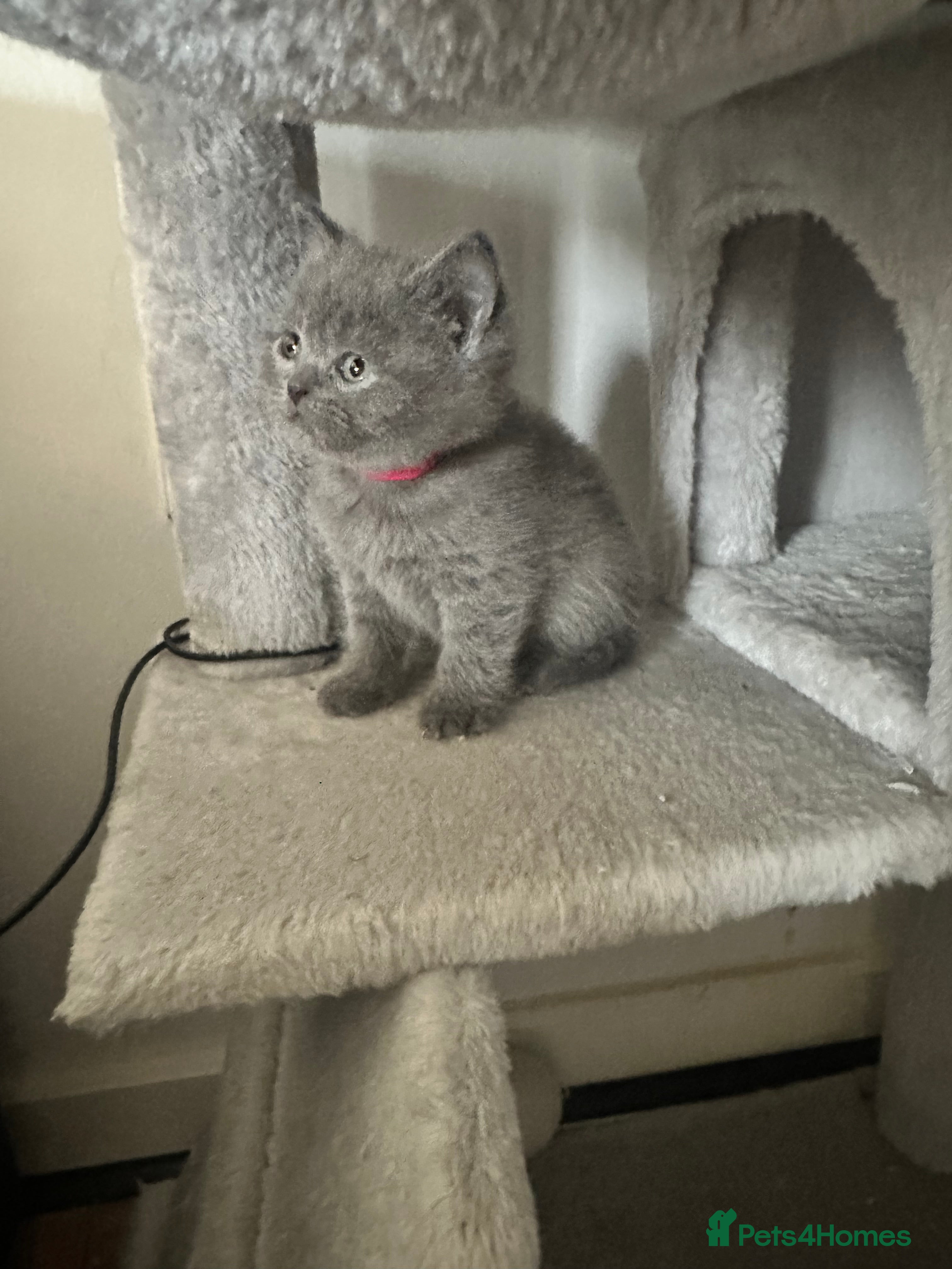 British Shorthair cats 🐾 Stunning British Blue ShortHair Kittens 🎁🐣 🐾 - Advert 2