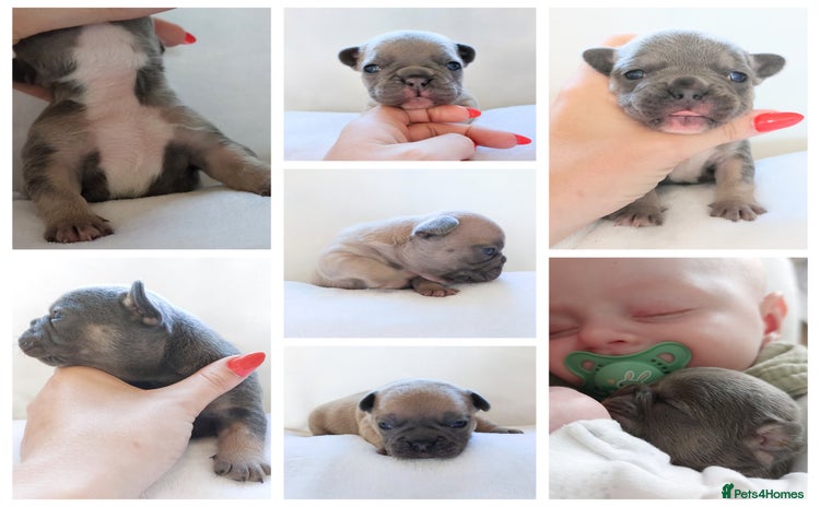 French Bulldog dogs - Advert 2